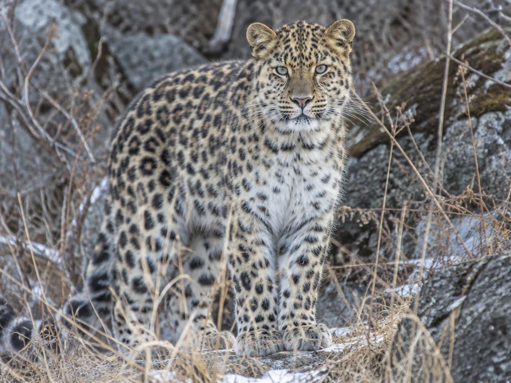 An Amur leopard in a woodland habitat