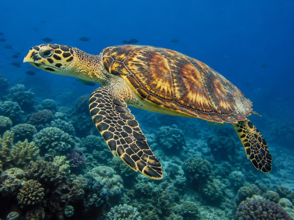 Hawksbill turtle — generated wildlife illustration