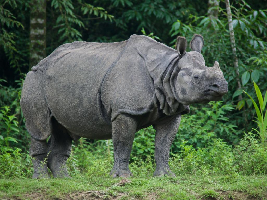 Javan rhinoceros — generated wildlife illustration